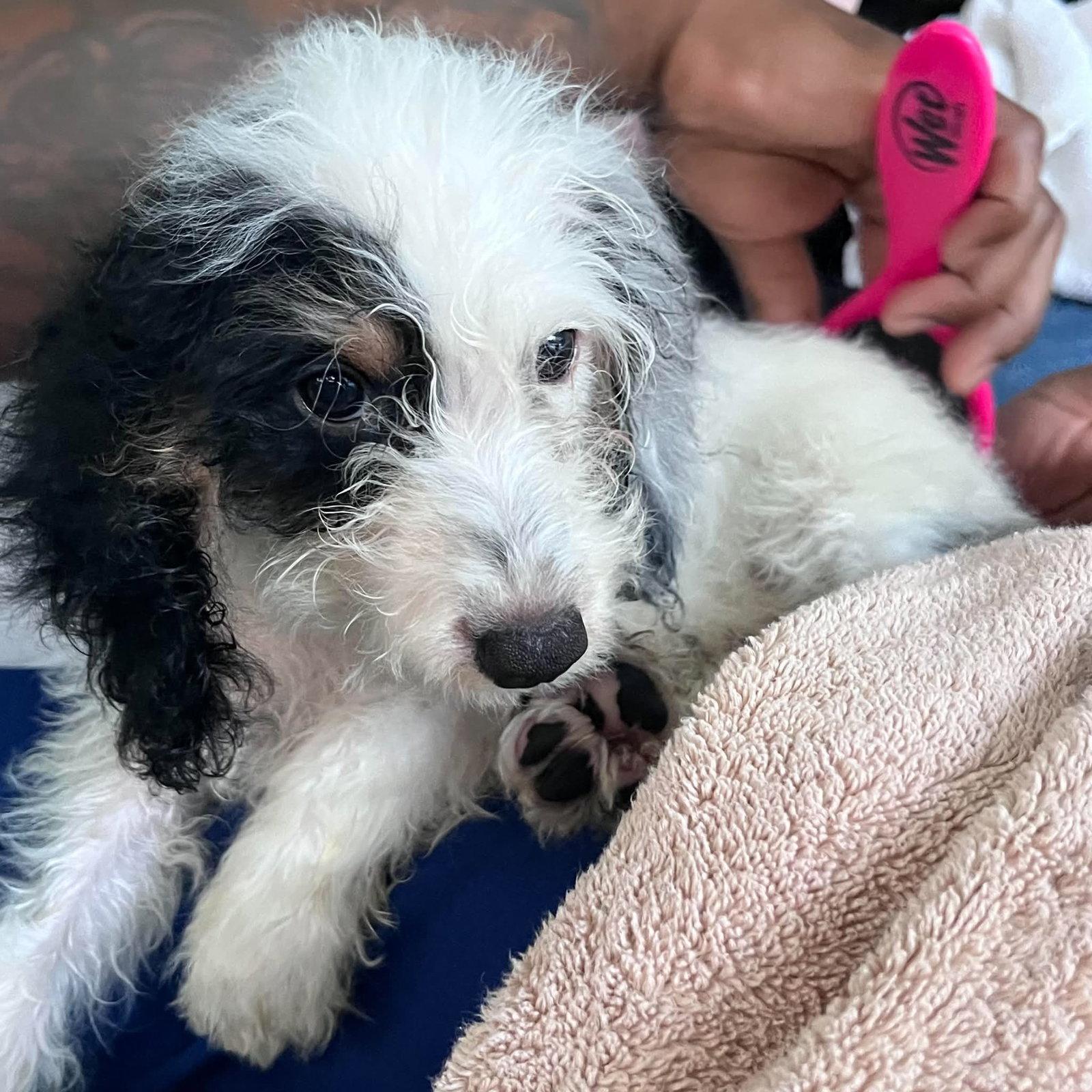 Luffy, a Adopted mixed breed in Valrico, FL image 2/3