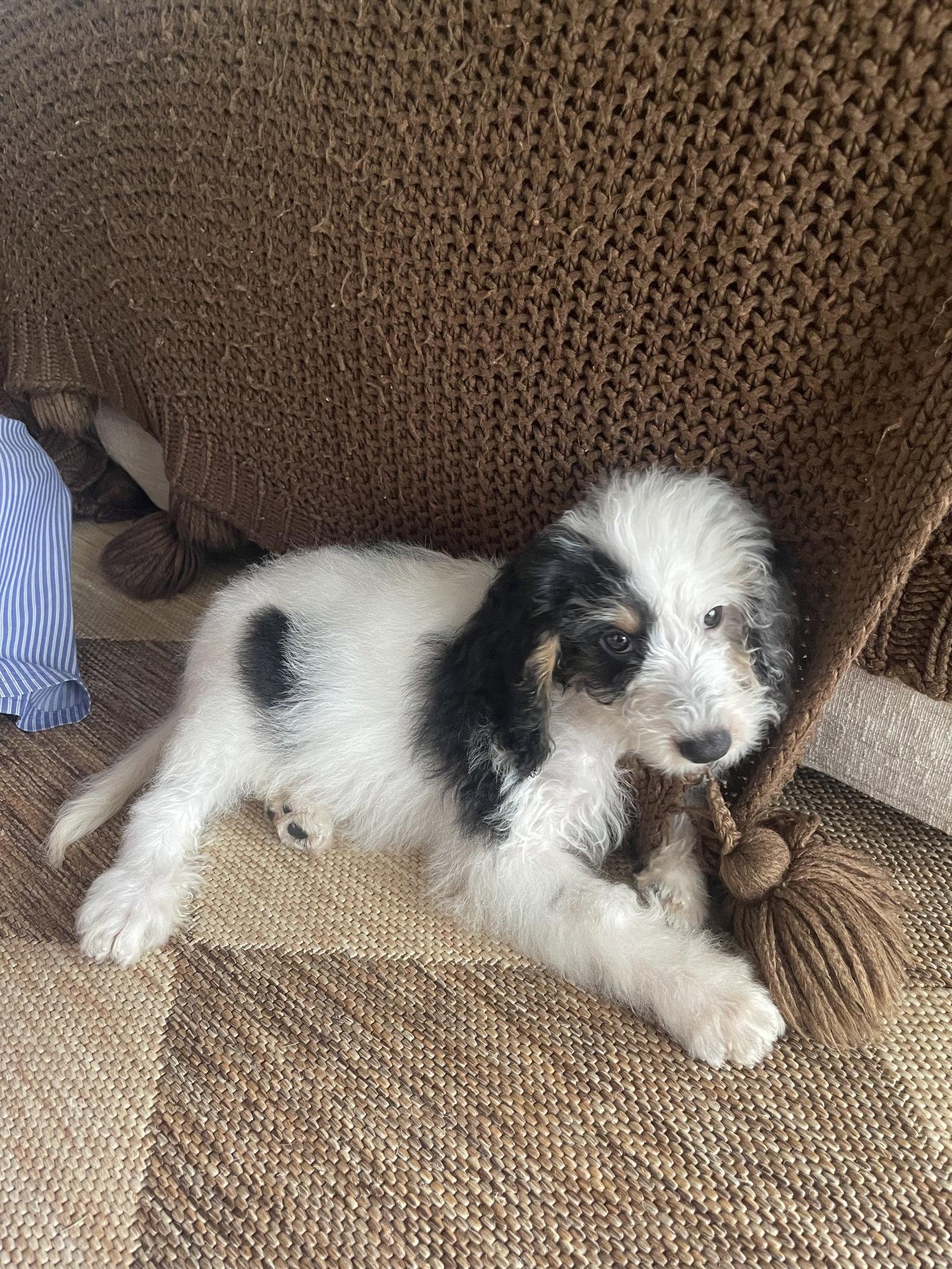 Luffy, a Adopted mixed breed in Valrico, FL image 3/3
