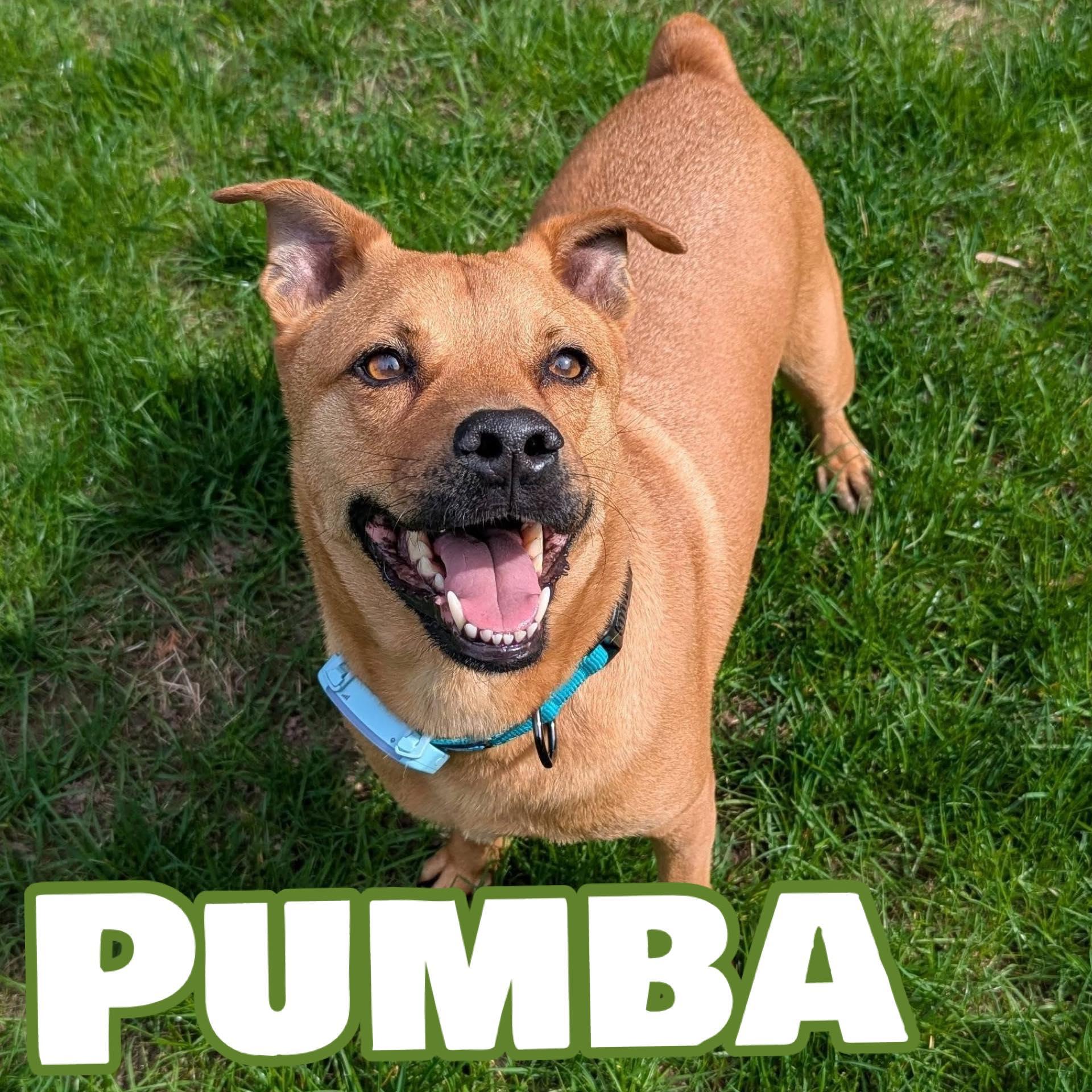 Pumba, a Adoptable mixed breed in Waterloo, ON image 2/6