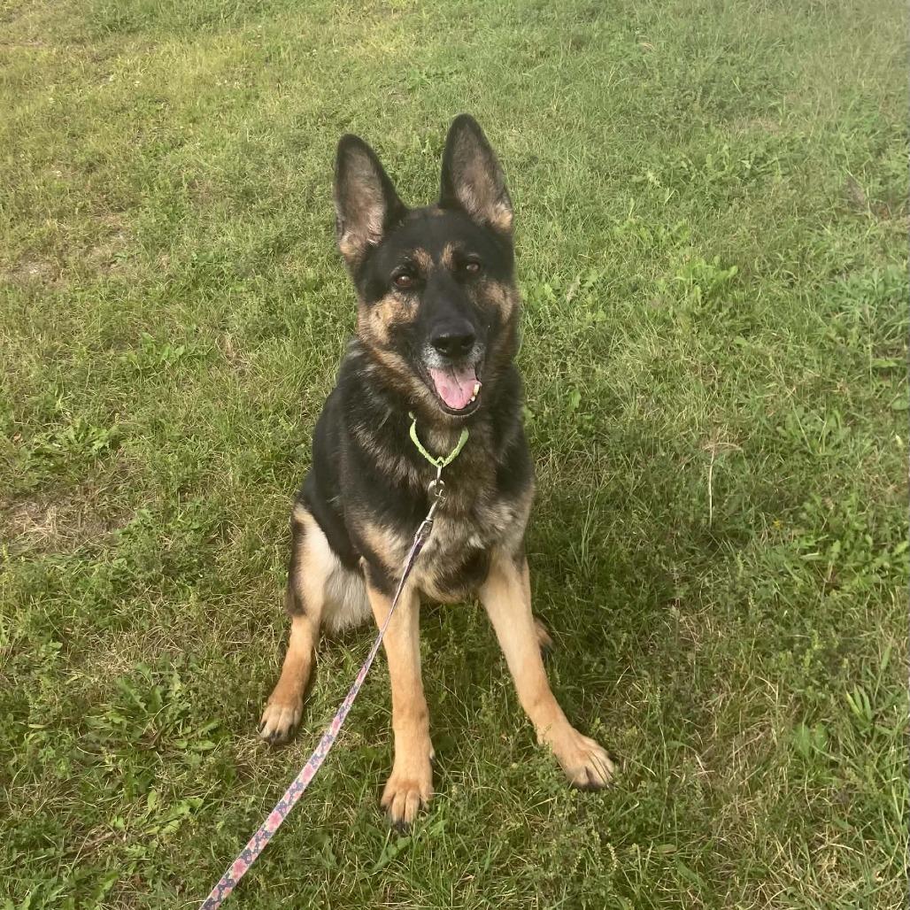 Enlarge Reese, a Adoptable German Shepherd Dog in Ballston Spa, NY image 1/3