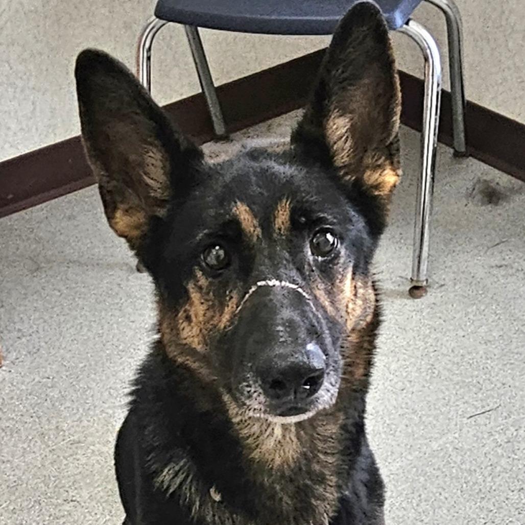 Enlarge Reese, a Adoptable German Shepherd Dog in Ballston Spa, NY image 1/2