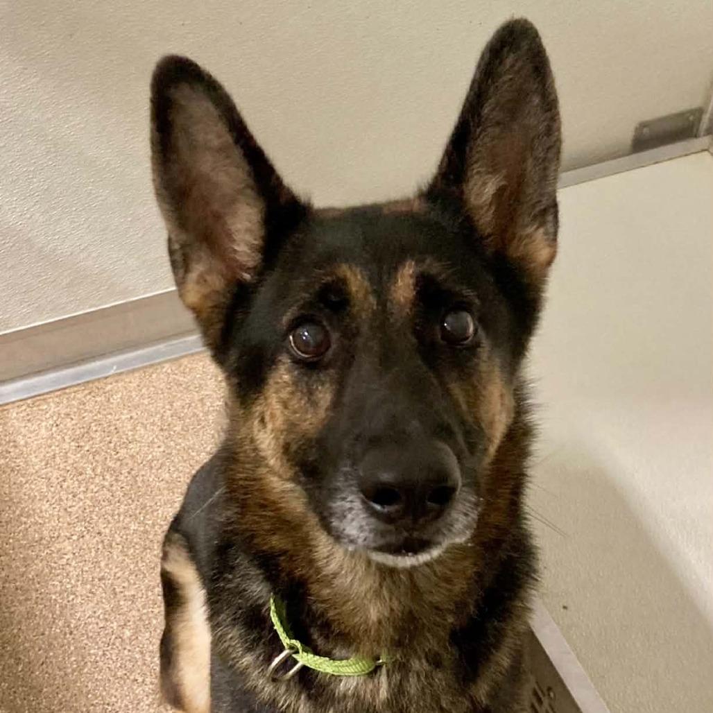 Enlarge Reese, a Adoptable German Shepherd Dog in Ballston Spa, NY image 2/2