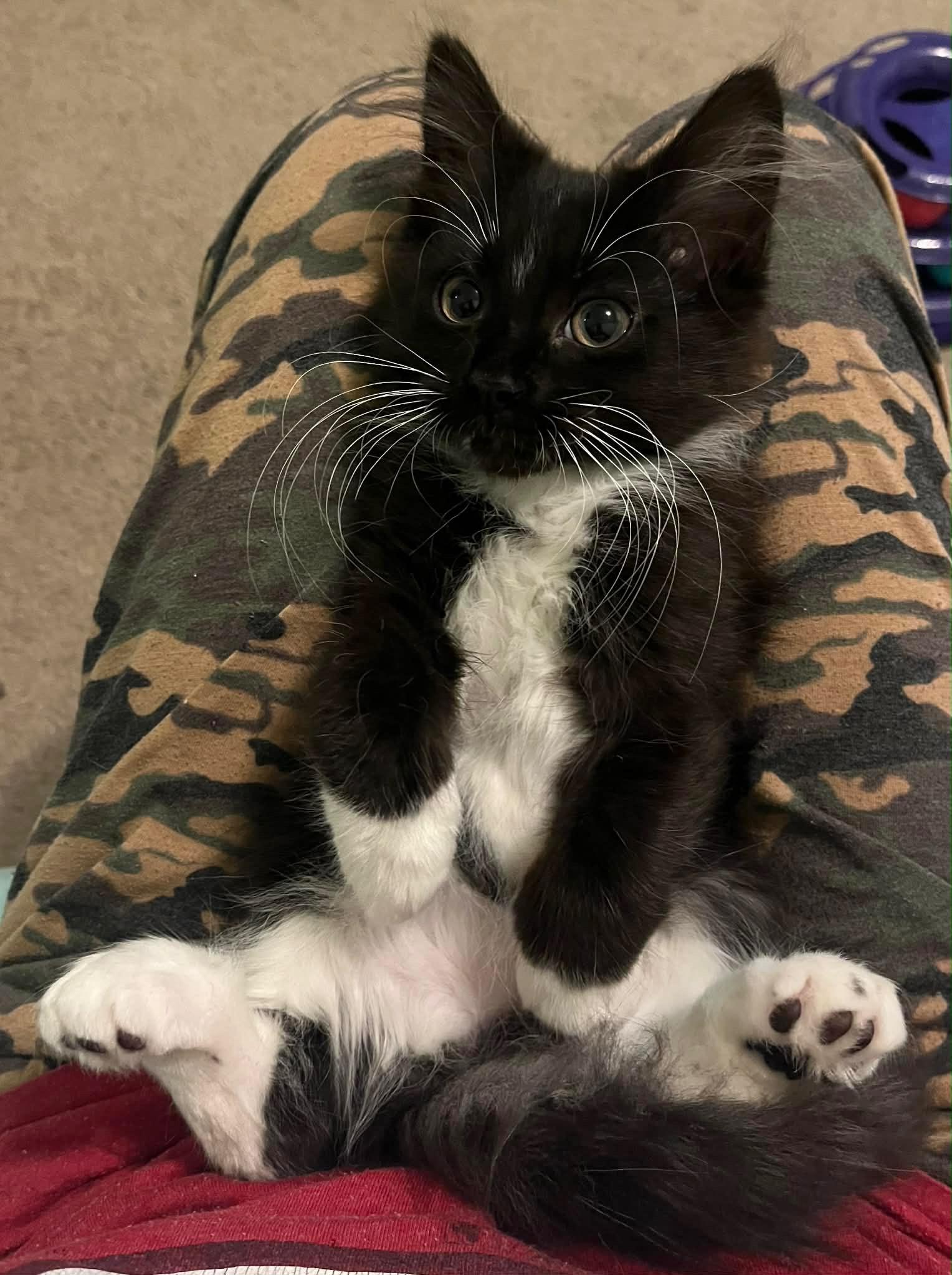 Enlarge Birdie, an adopted Domestic Long Hair in Saint Charles, MO image 1/2