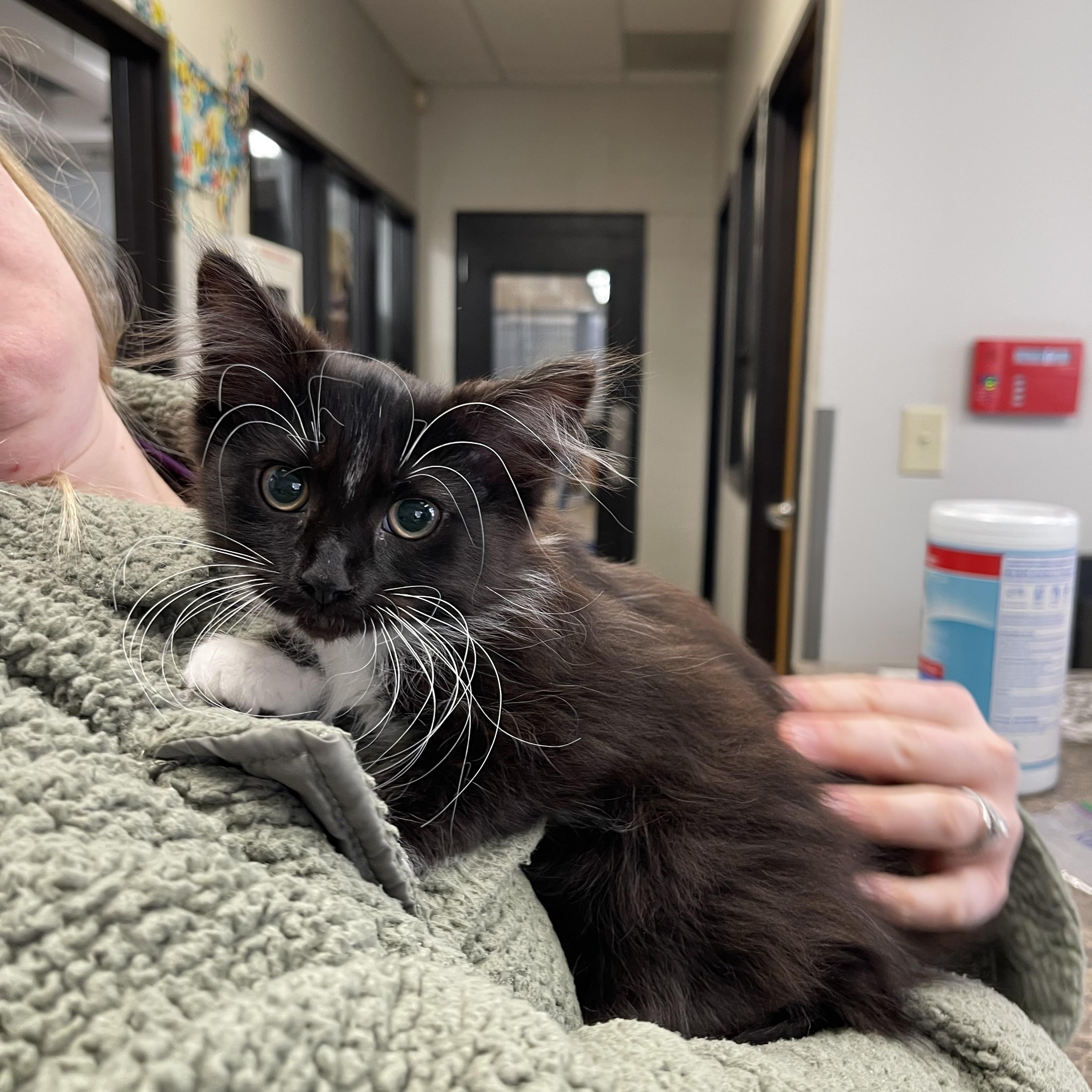 Enlarge Birdie, an adopted Domestic Long Hair in Saint Charles, MO image 2/2