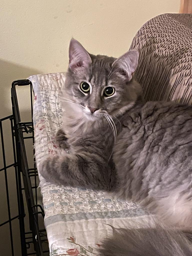 Binley, ADOPTABLE, Adult Male Domestic Medium Hair.