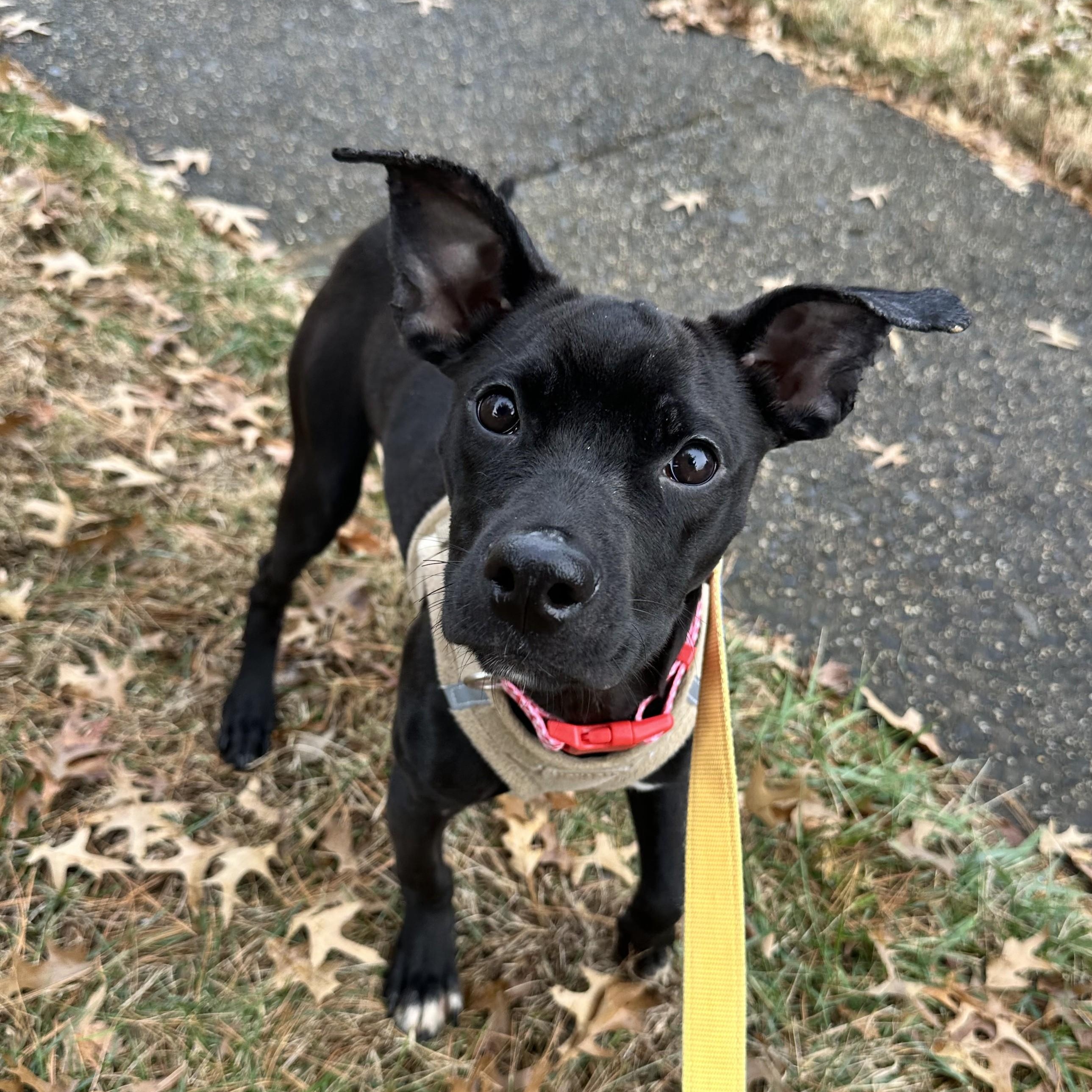 Saffron, ADOPTABLE, Puppy Female Mixed Breed.