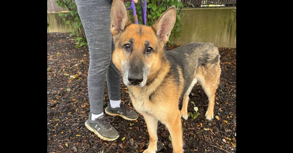 Canelo, Adoptable, Adult Male German Shepherd Dog.