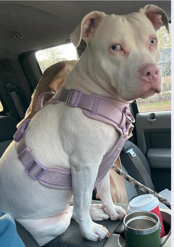 Yuki, Adoptable, Young Female American Bulldog & Terrier.