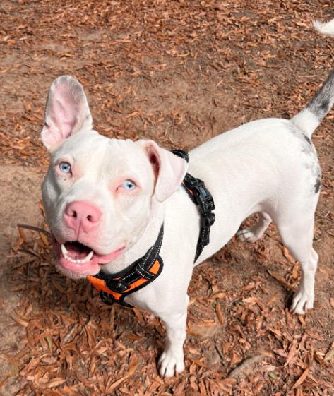 Yuki, a Adoptable mixed breed in Decatur, GA image 2/3