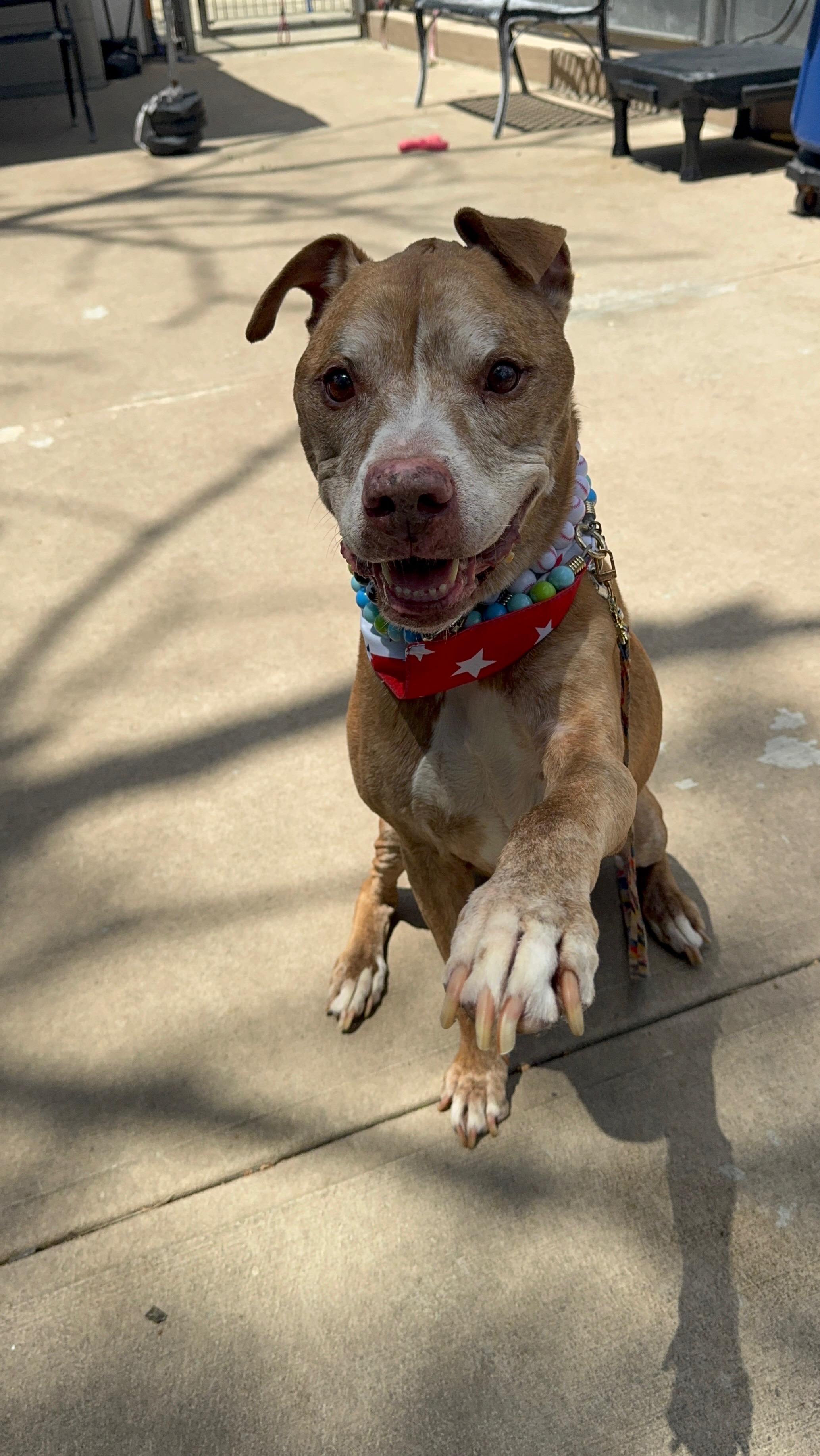 James, ADOPTABLE, Senior Male American Staffordshire Terrier.