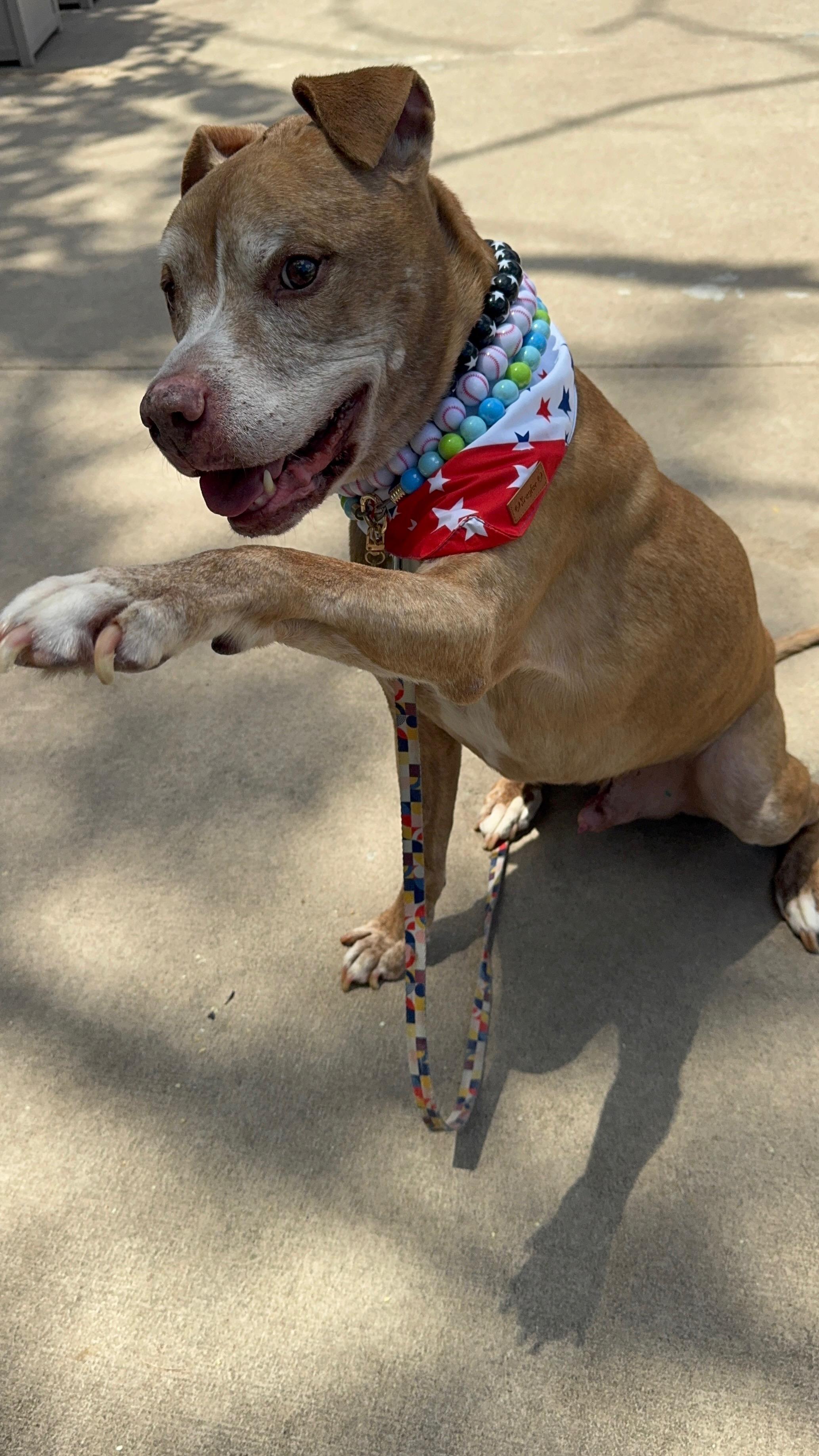 Enlarge James, a ADOPTABLE American Staffordshire Terrier in Wingdale, NY image 2/4