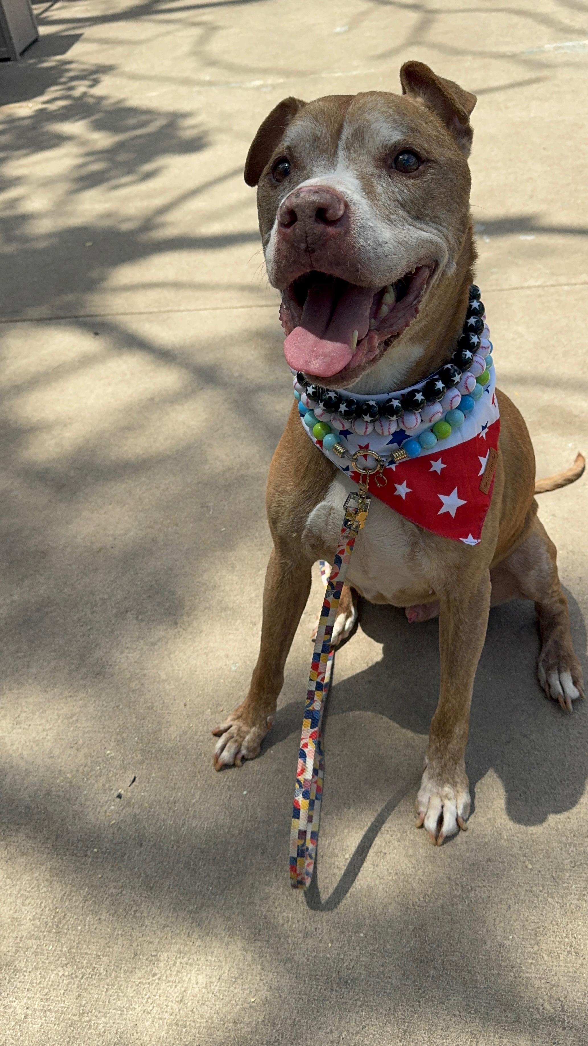 Enlarge James, a ADOPTABLE American Staffordshire Terrier in Wingdale, NY image 3/4