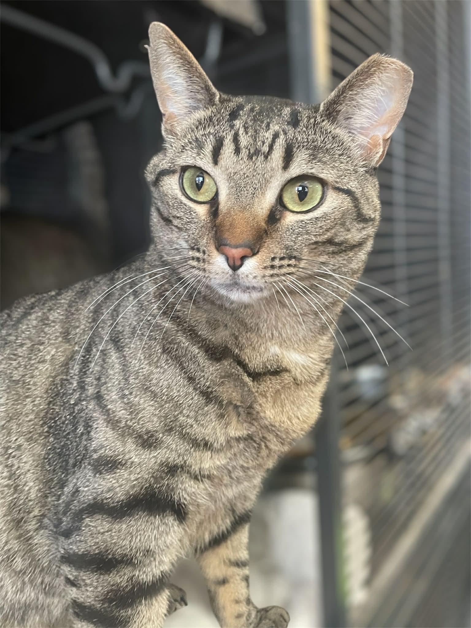Enlarge Kentucky, a Adopted Domestic Short Hair in Gettysburg, PA image 1/1