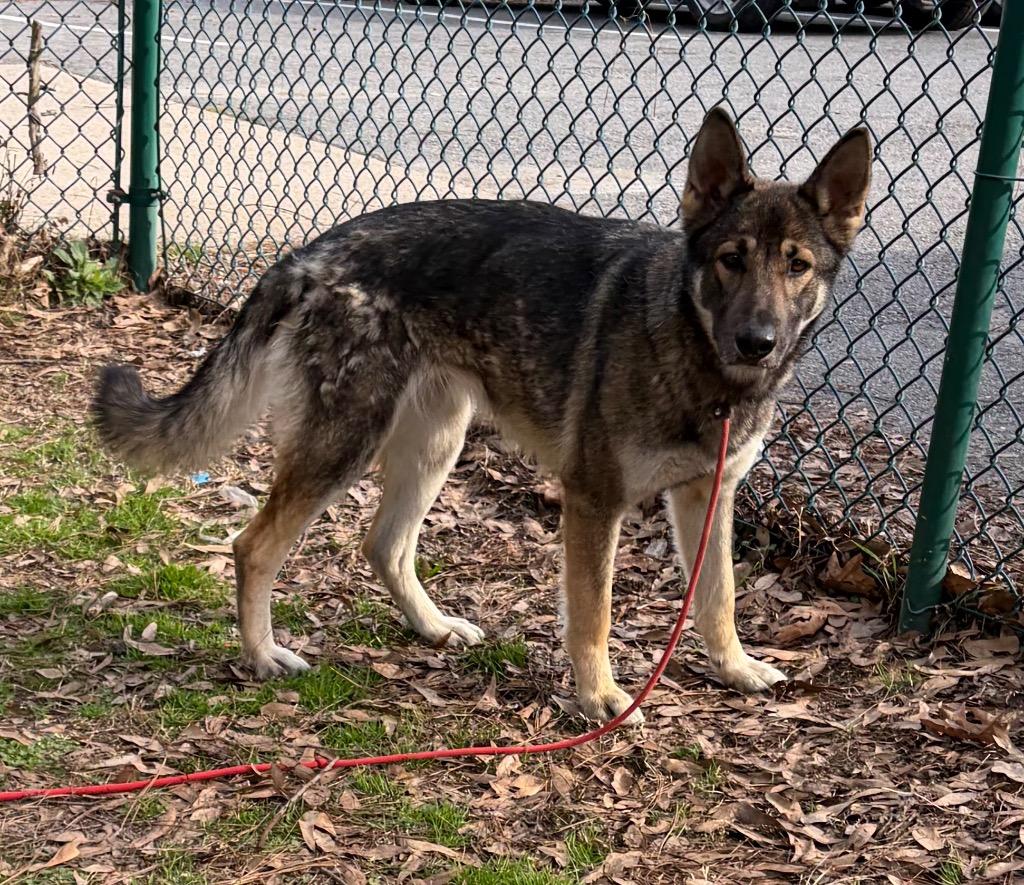 Enlarge Tiki, a Adoptable German Shepherd Dog in Little Rock, AR image 1/5