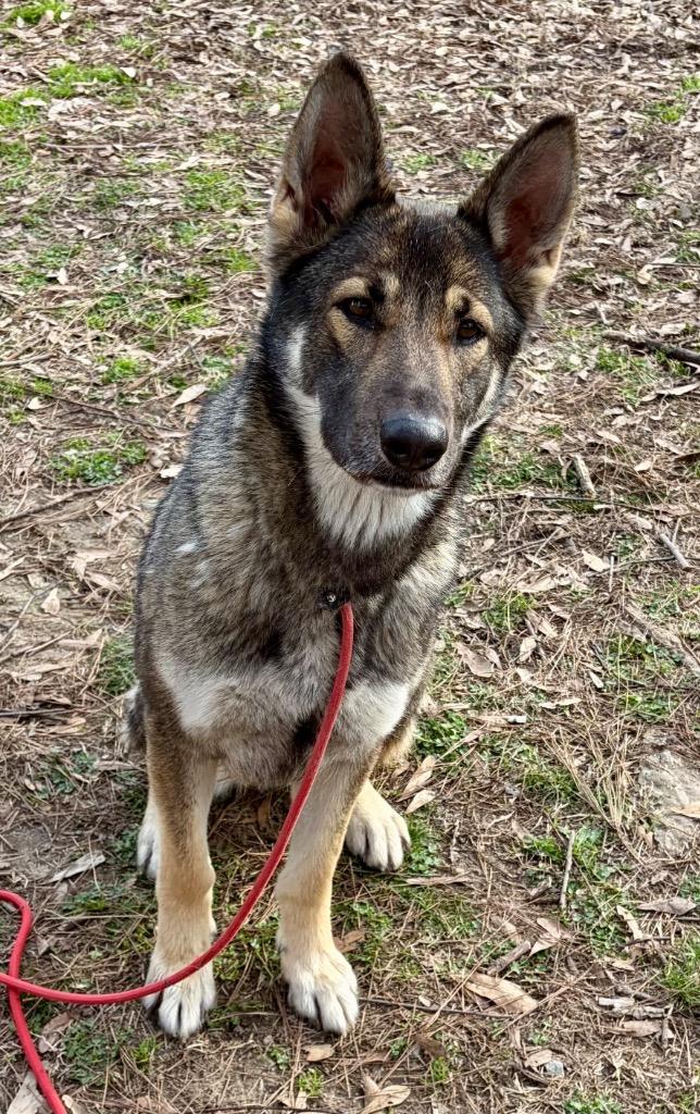 Enlarge Tiki, a Adoptable German Shepherd Dog in Little Rock, AR image 2/5