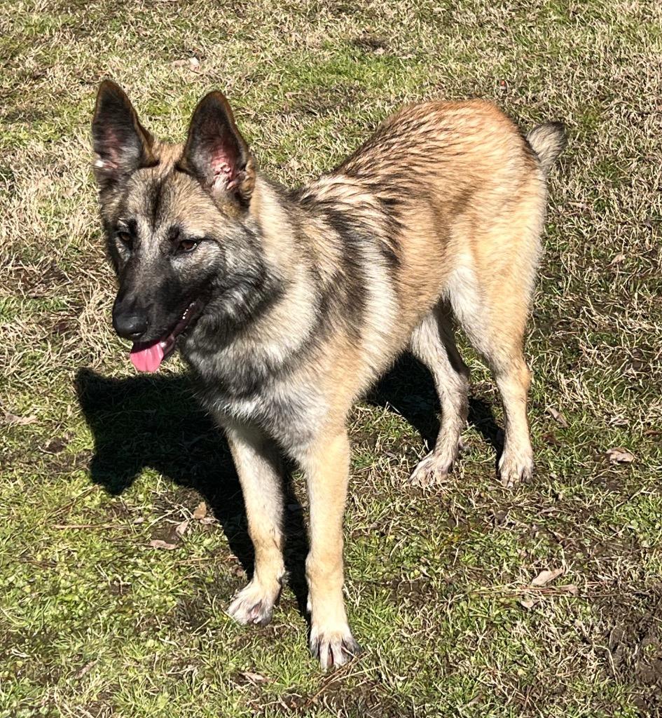 Enlarge Tiki, a Adoptable German Shepherd Dog in Little Rock, AR image 3/5