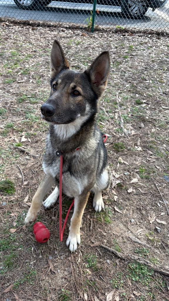 Enlarge Tiki, a Adoptable German Shepherd Dog in Little Rock, AR image 4/5