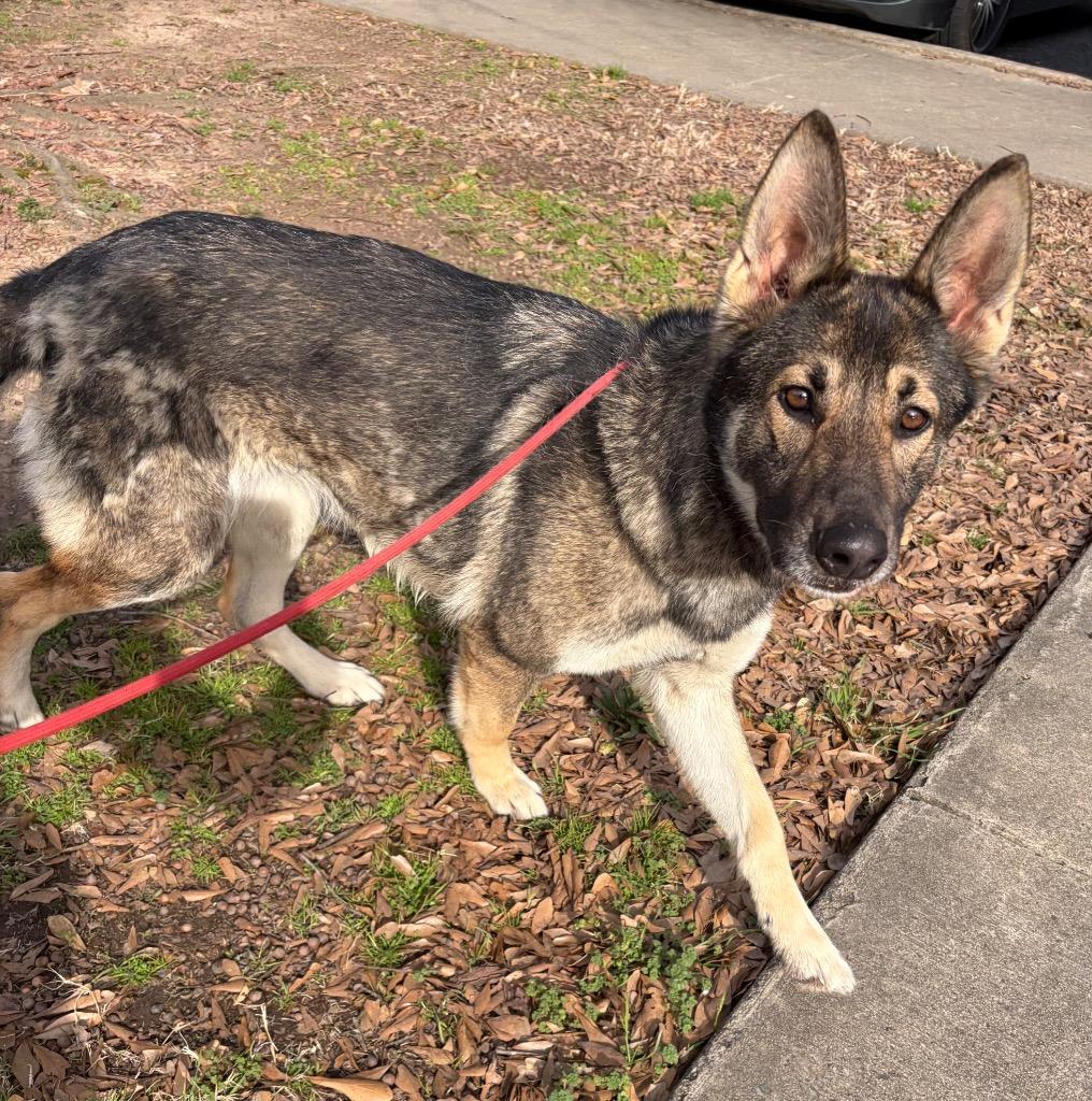 Enlarge Tiki, a Adoptable German Shepherd Dog in Little Rock, AR image 5/5