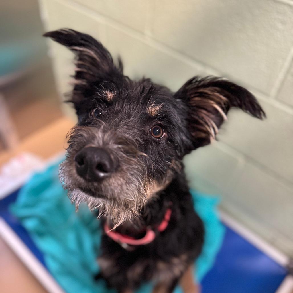 Scruffy Joe (Rhett Butler), a Adoptable mixed breed image 2/2