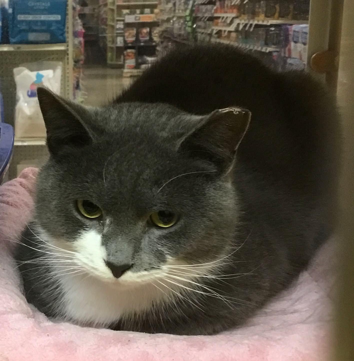 Conrad, ADOPTABLE, Adult Male Domestic Short Hair.