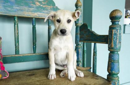Pearl, adopted, Puppy Female Anatolian Shepherd & Labrador Retriever.