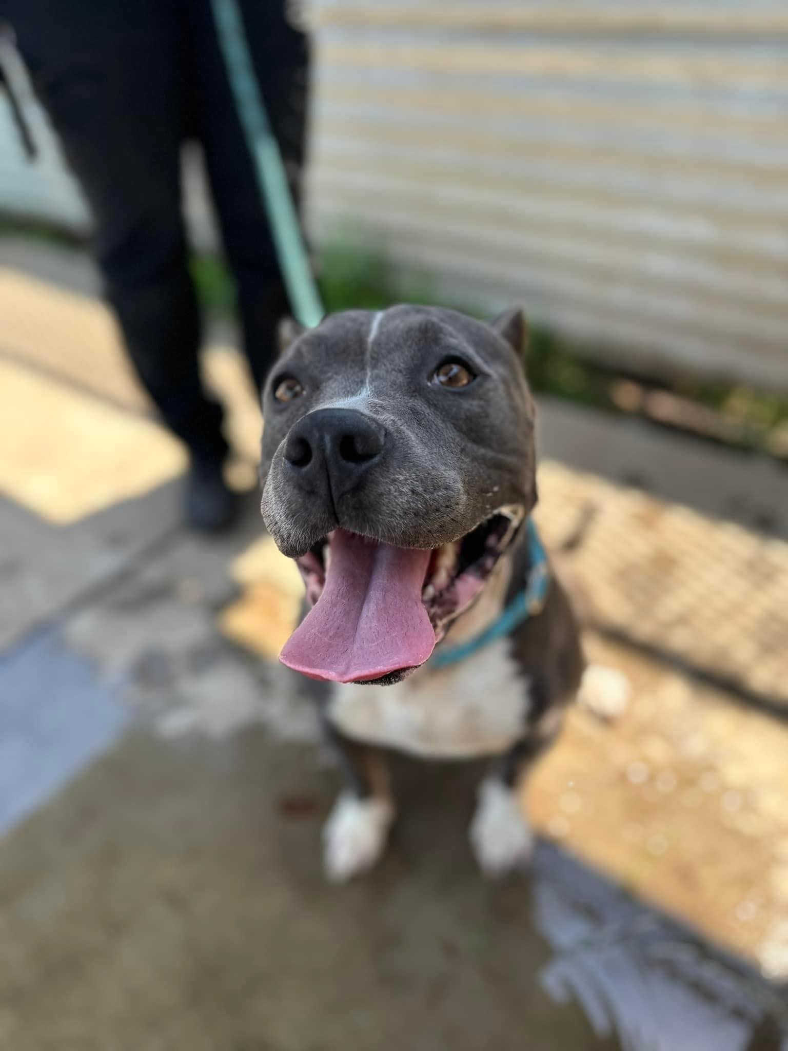 Enlarge Luna, a Adoptable Pit Bull Terrier in Ione, CA image 3/4