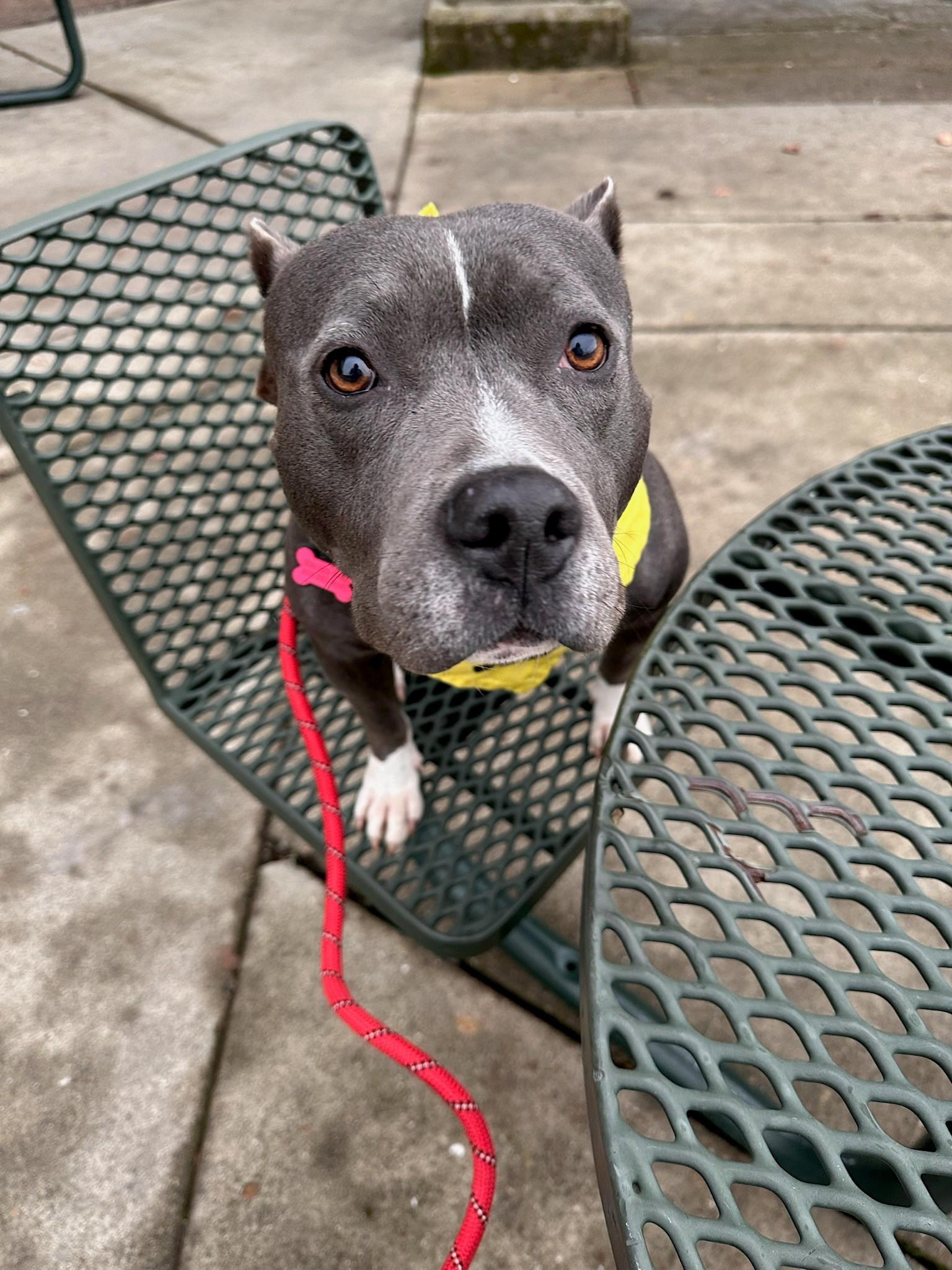 Enlarge Luna, a Adoptable Pit Bull Terrier in Ione, CA image 4/4