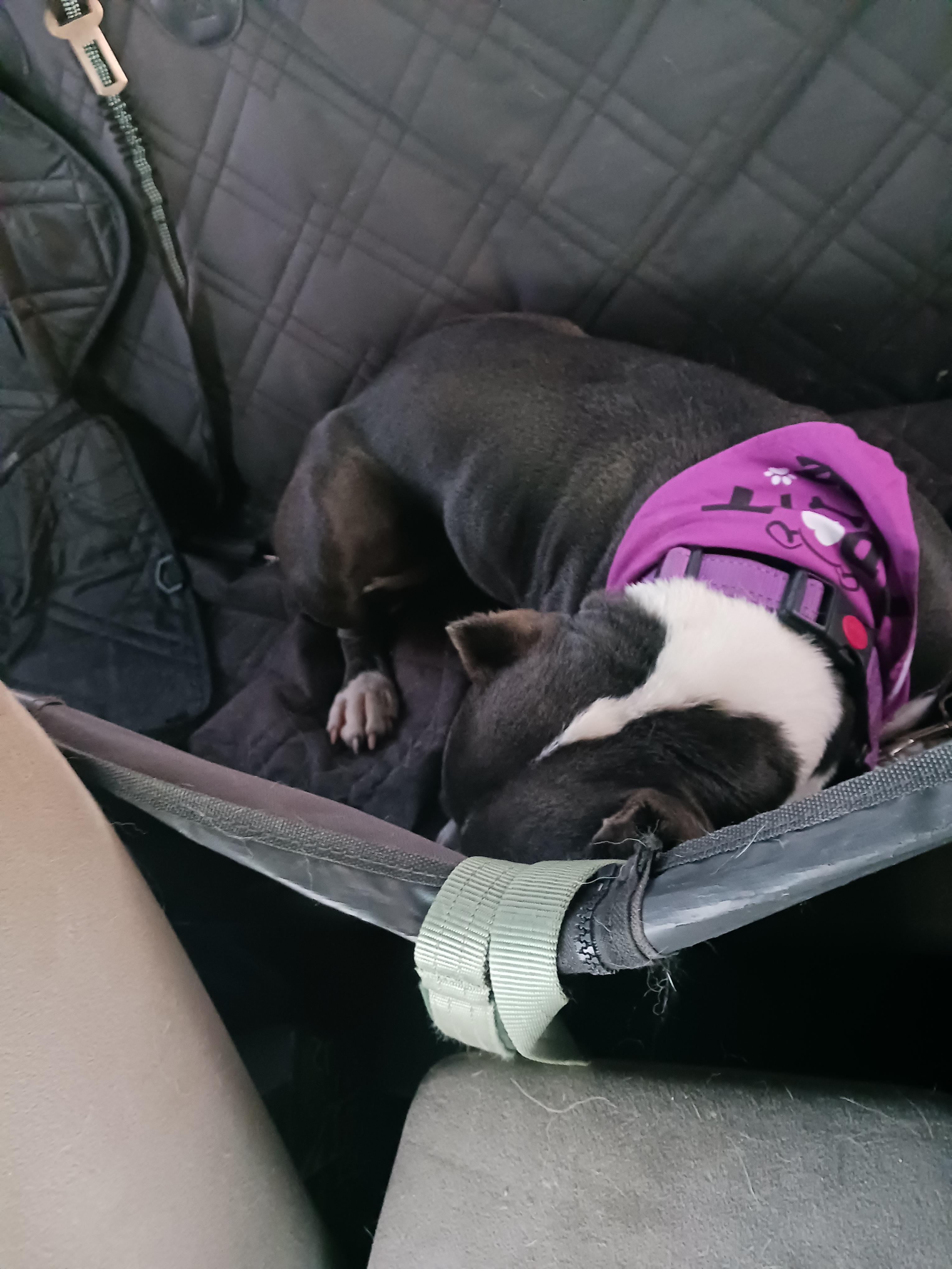 Enlarge Luna, a Adoptable Pit Bull Terrier in Ione, CA image 2/4