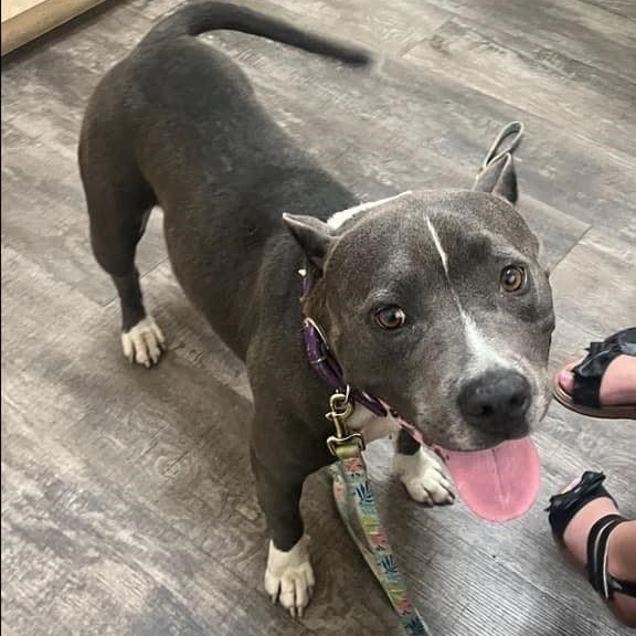 Luna, Young Female Pit Bull Terrier