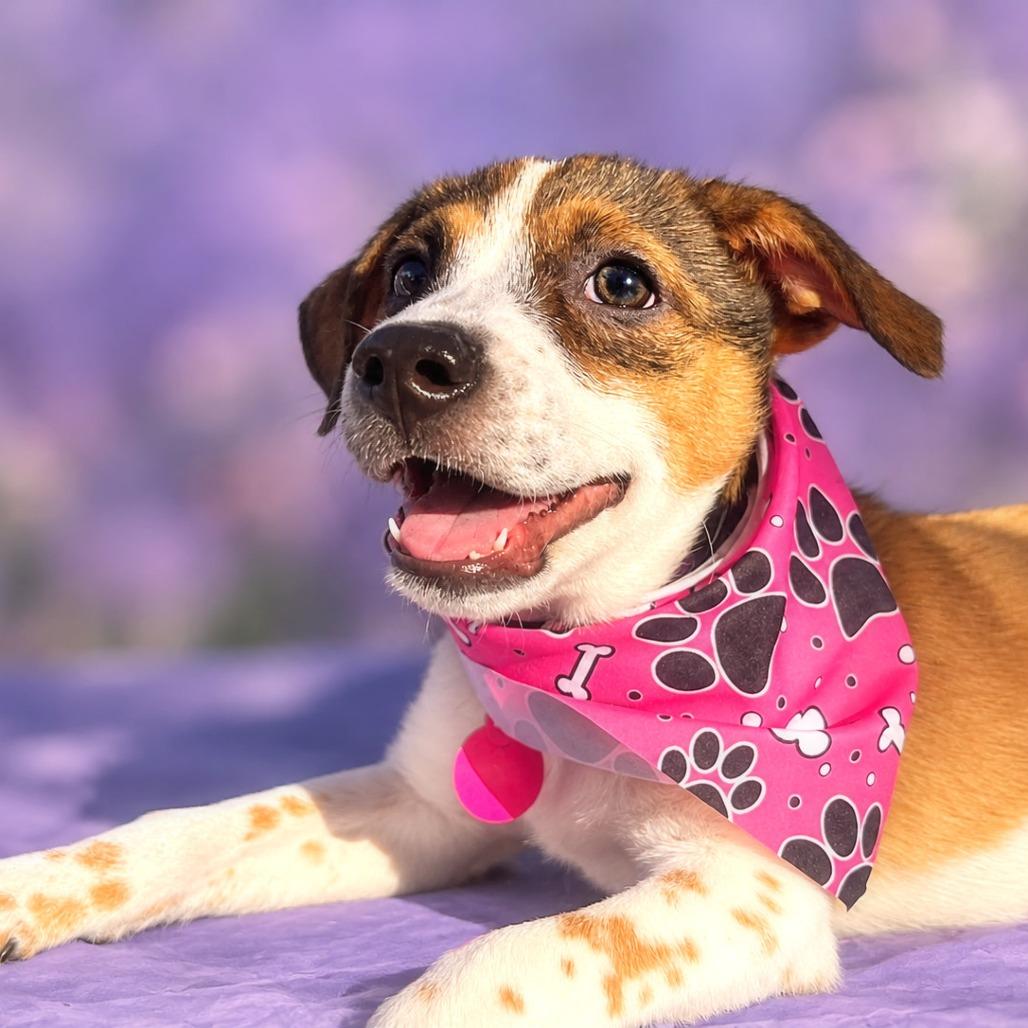 Enlarge Wonder, a Adoptable mixed breed in Boerne, TX image 1/5