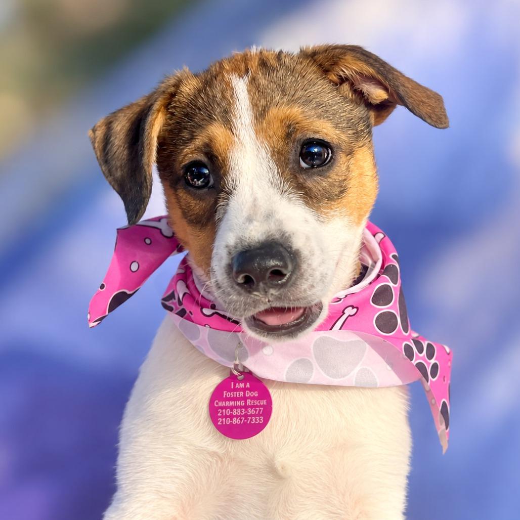 Enlarge Wonder, a Adoptable mixed breed in Boerne, TX image 2/5