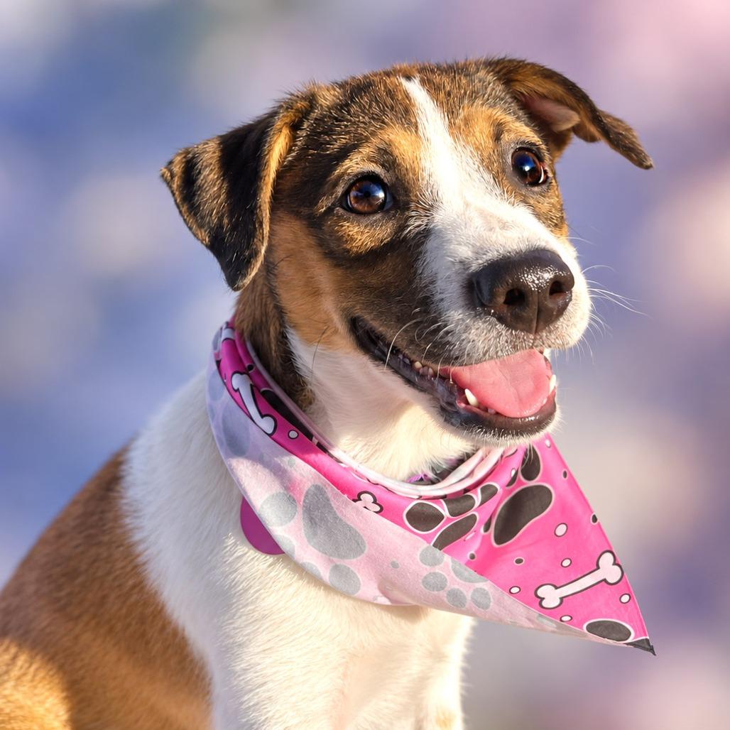 Enlarge Wonder, a Adoptable mixed breed in Boerne, TX image 3/5