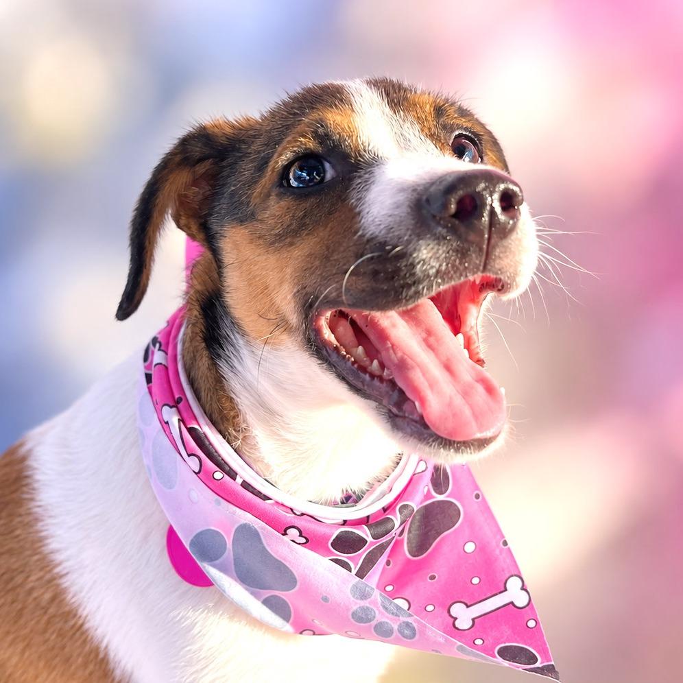 Enlarge Wonder, a Adoptable mixed breed in Boerne, TX image 4/5