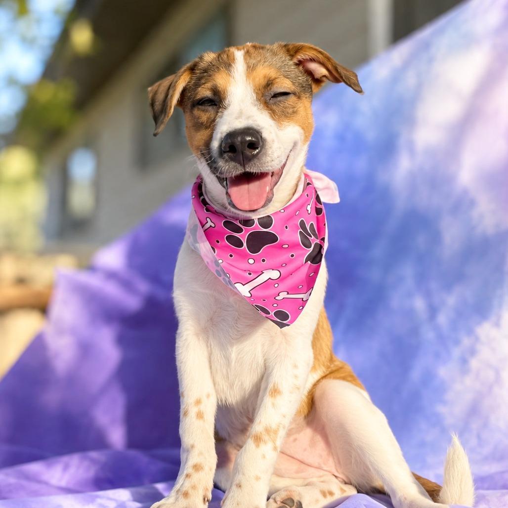 Enlarge Wonder, a Adoptable mixed breed in Boerne, TX image 5/5