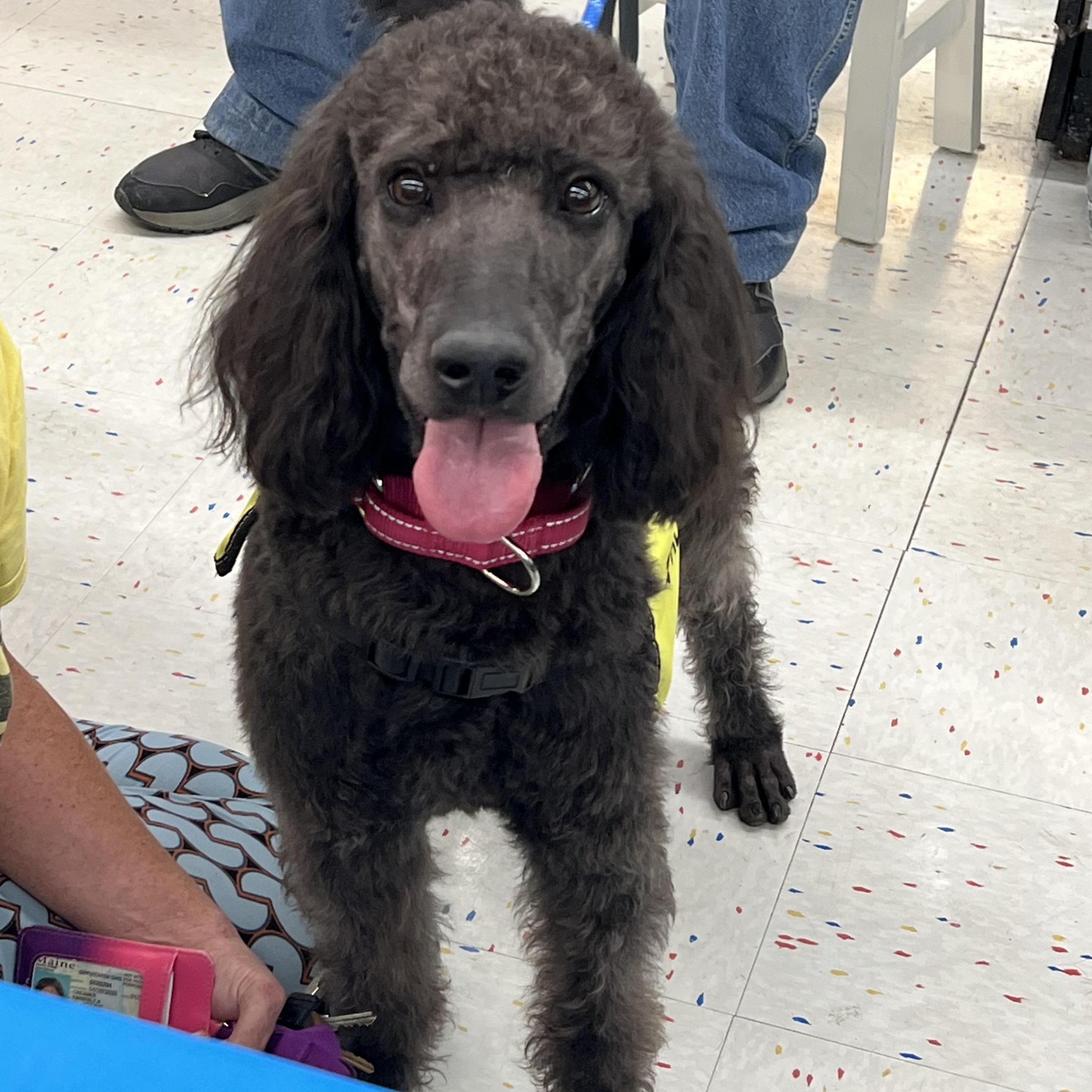 Enlarge Aphrodite, an adopted Standard Poodle in richmond, ME image 2/4