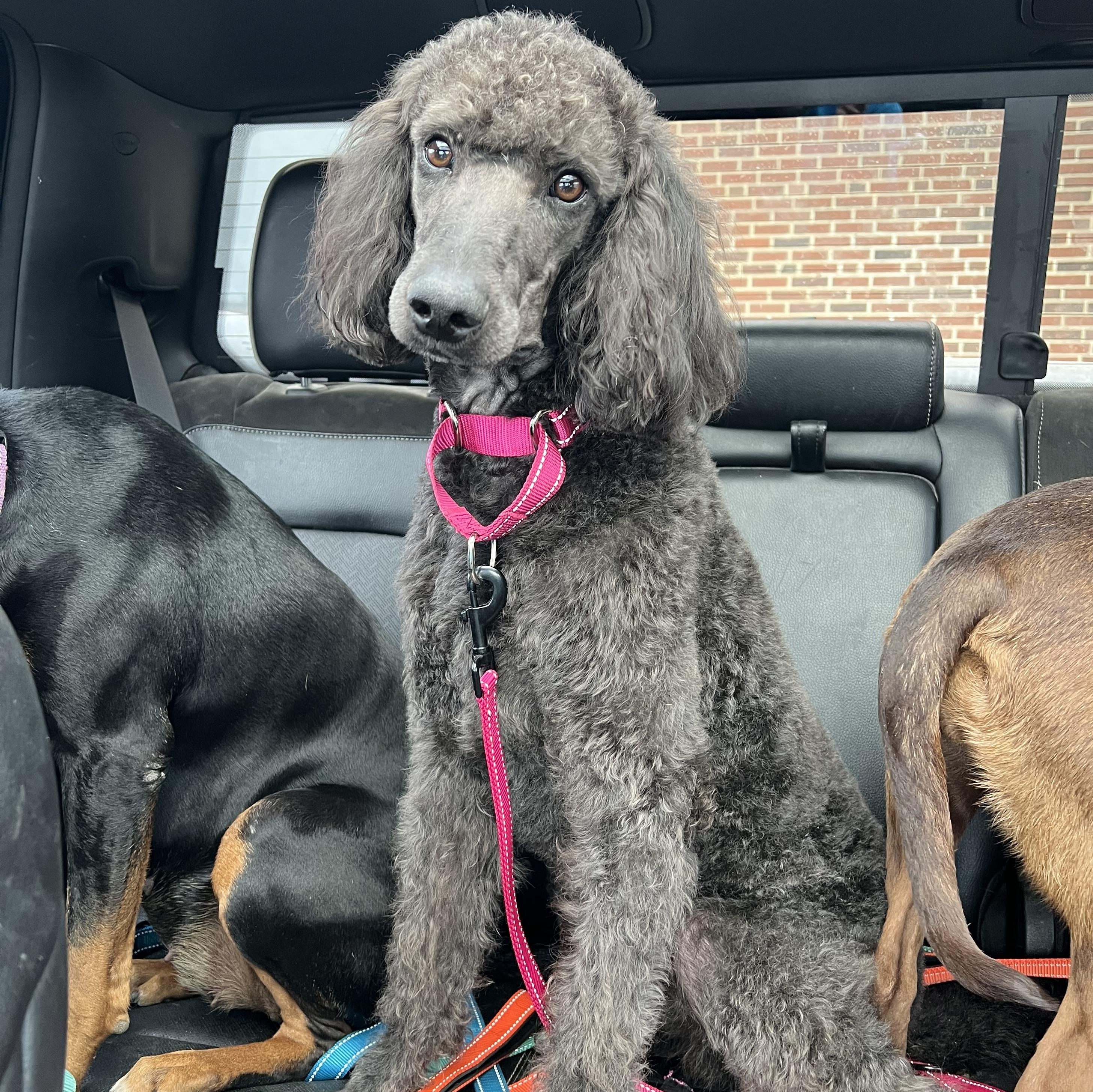 Enlarge Aphrodite, an adopted Standard Poodle in richmond, ME image 1/4