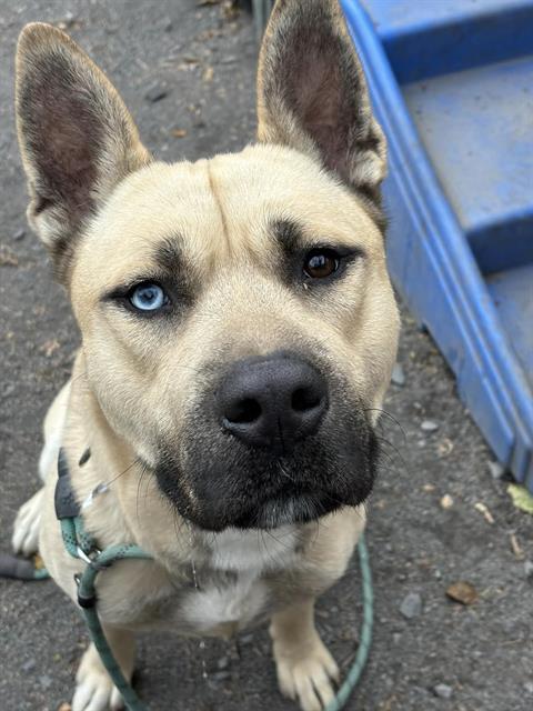 Mack, a Adoptable mixed breed in Perkiomenville, PA image 5/5