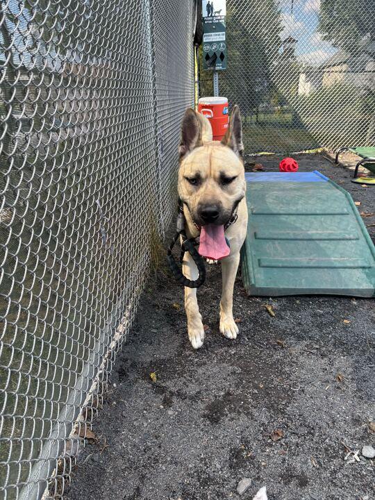 Mack, a Adoptable mixed breed in Perkiomenville, PA image 3/5