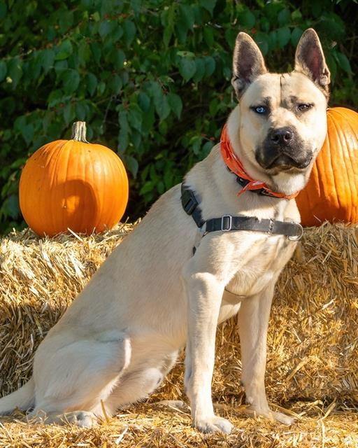 Mack, a Adoptable mixed breed in Perkiomenville, PA image 2/5