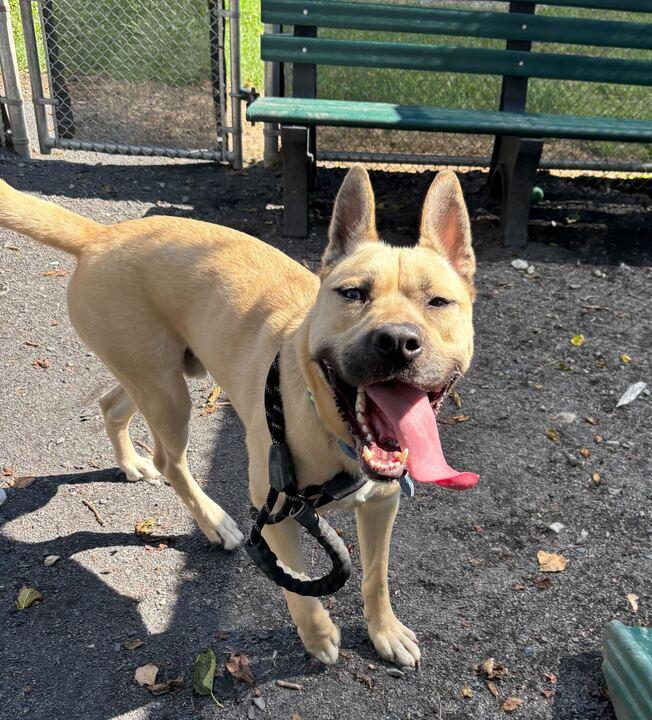 Mack, Adoptable, Adult Male Siberian Husky & German Shepherd Dog.