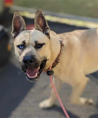Mack, a Adoptable mixed breed in Perkiomenville, PA image 4/5