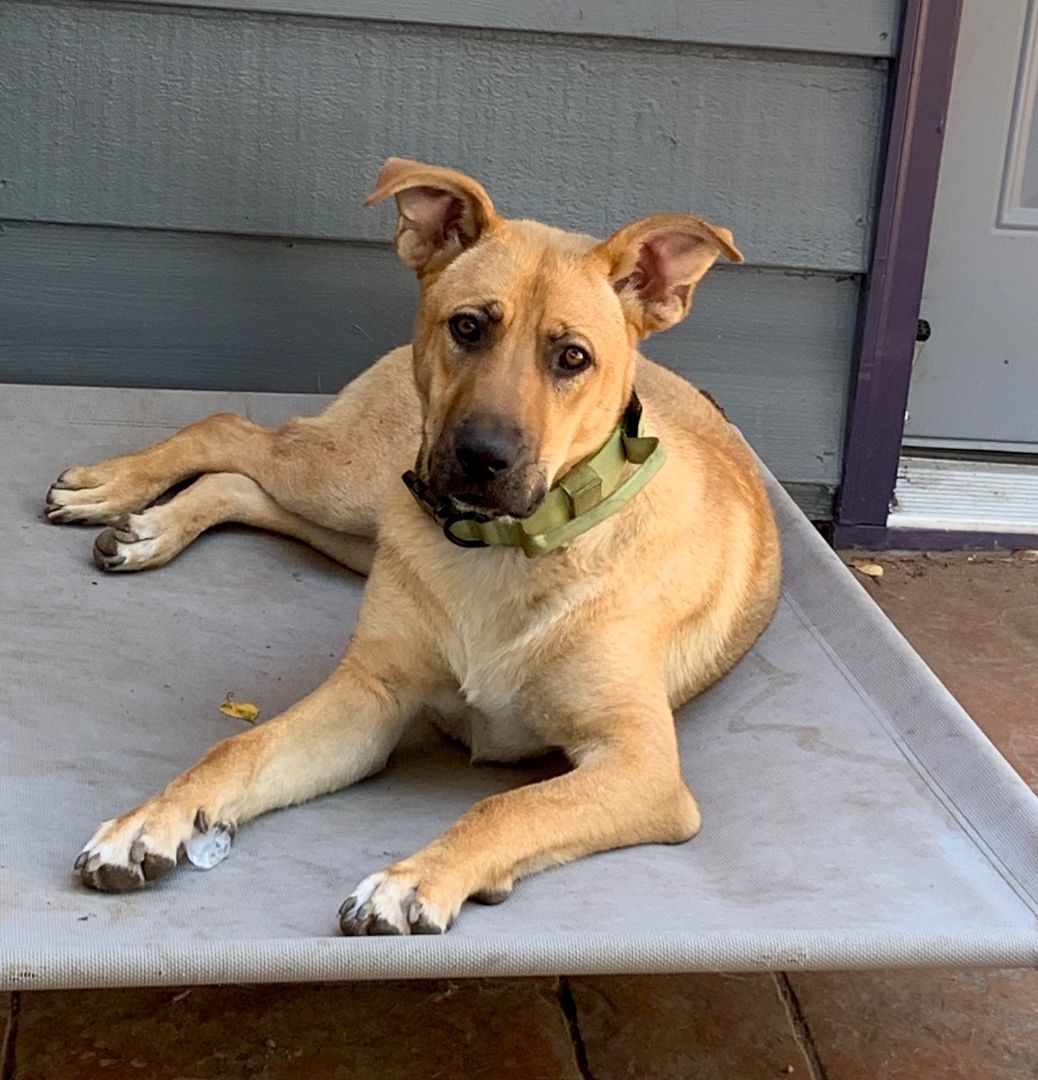 Dog for adoption Dune , a Shepherd Mix in Bothell, WA Petfinder
