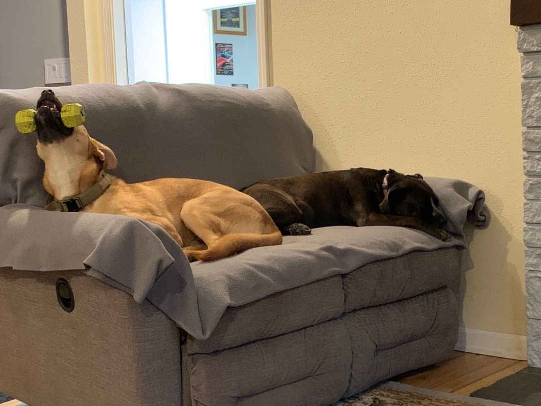 Dog for adoption Dune , a Shepherd Mix in Bothell, WA Petfinder