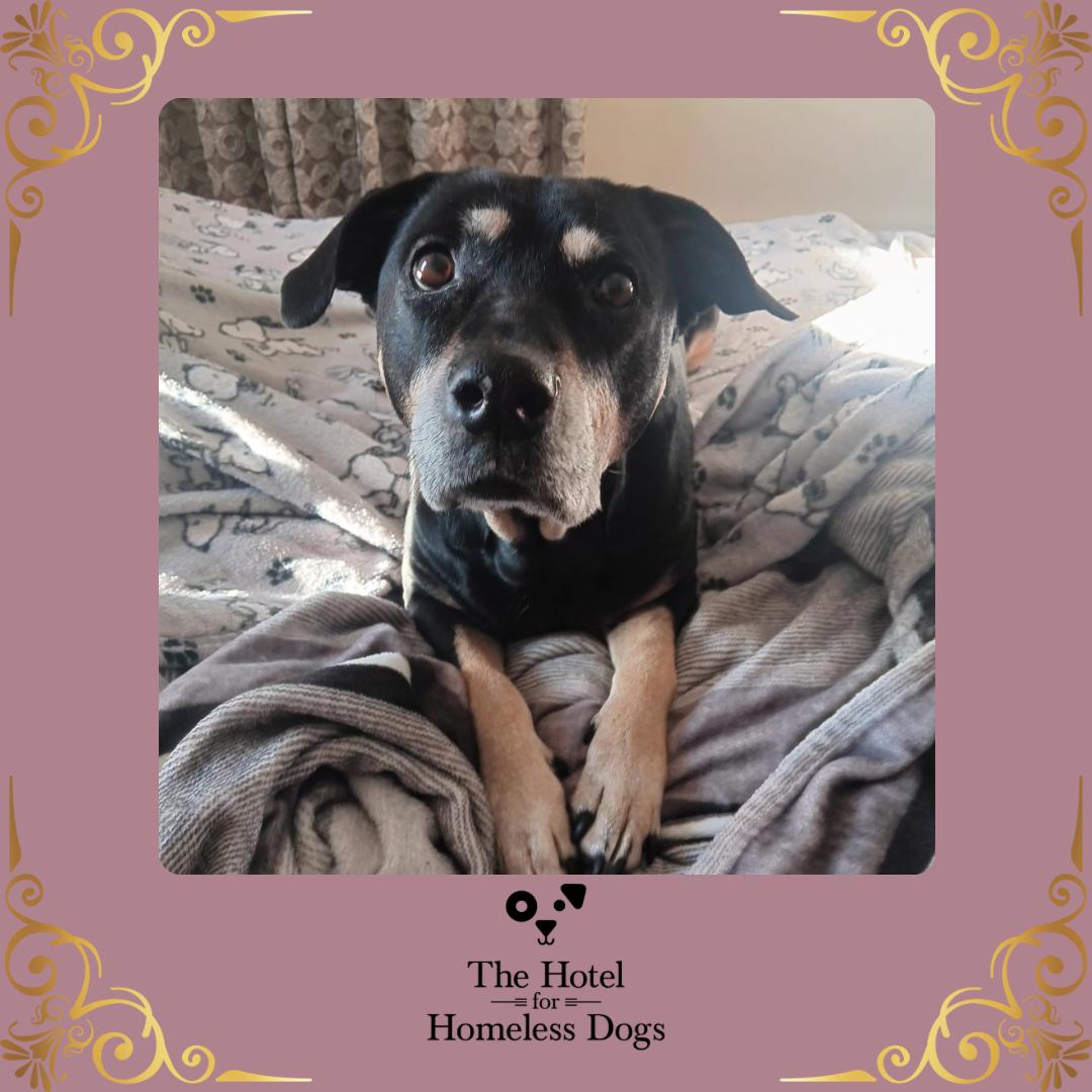 Grace, Adoptable, Senior Female Hound & Terrier.