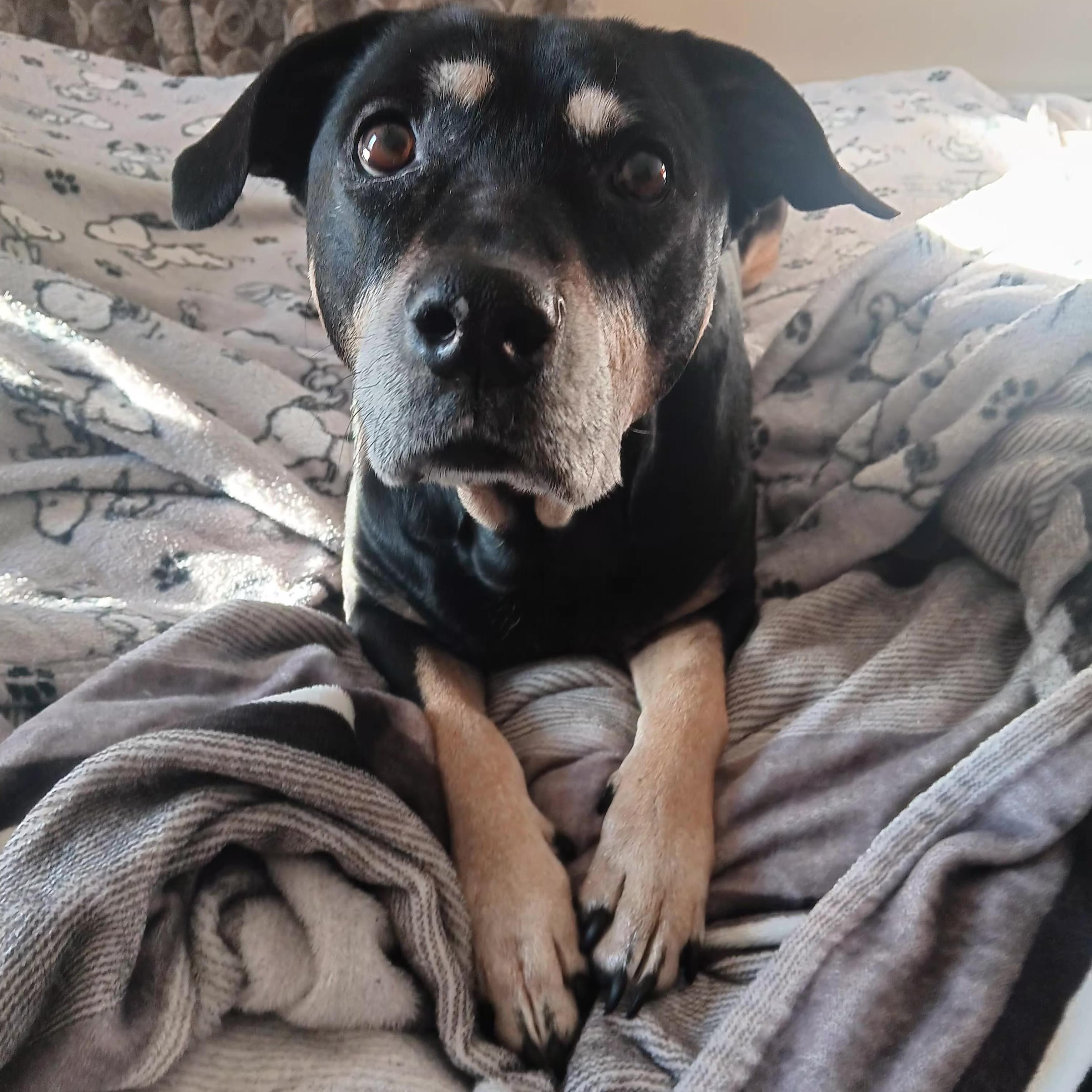 Enlarge Grace, a Adoptable mixed breed in Cumberland, RI image 2/5