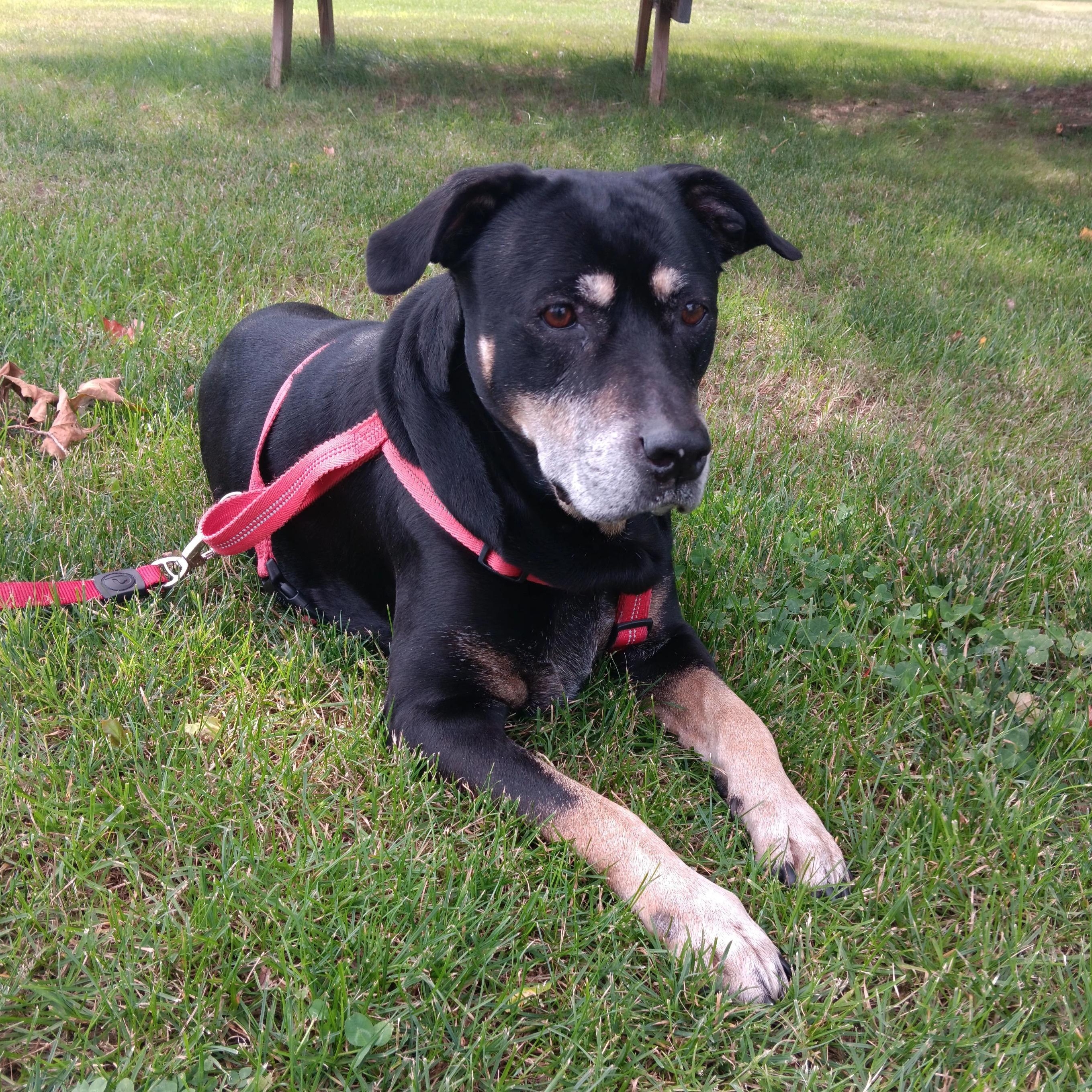 Grace, a Adoptable mixed breed in Cumberland, RI image 4/5