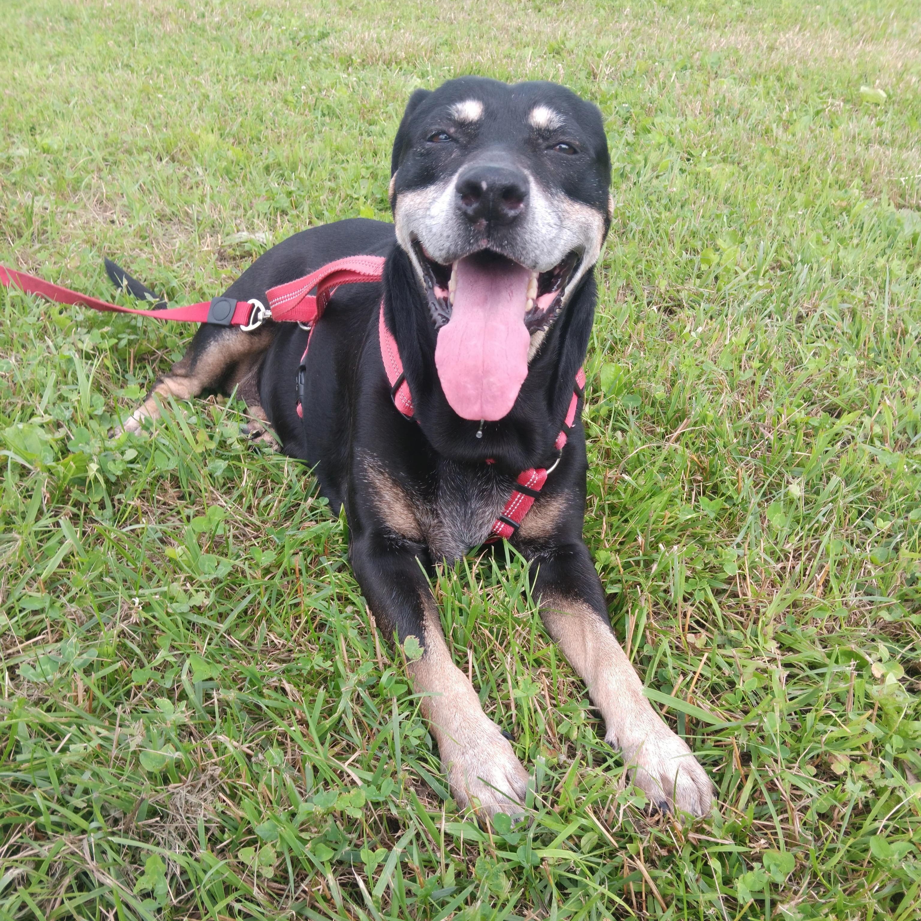 Grace, a Adoptable mixed breed in Cumberland, RI image 5/5