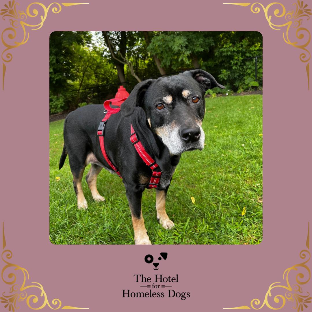 Grace, a Adoptable mixed breed in Cumberland, RI image 1/5