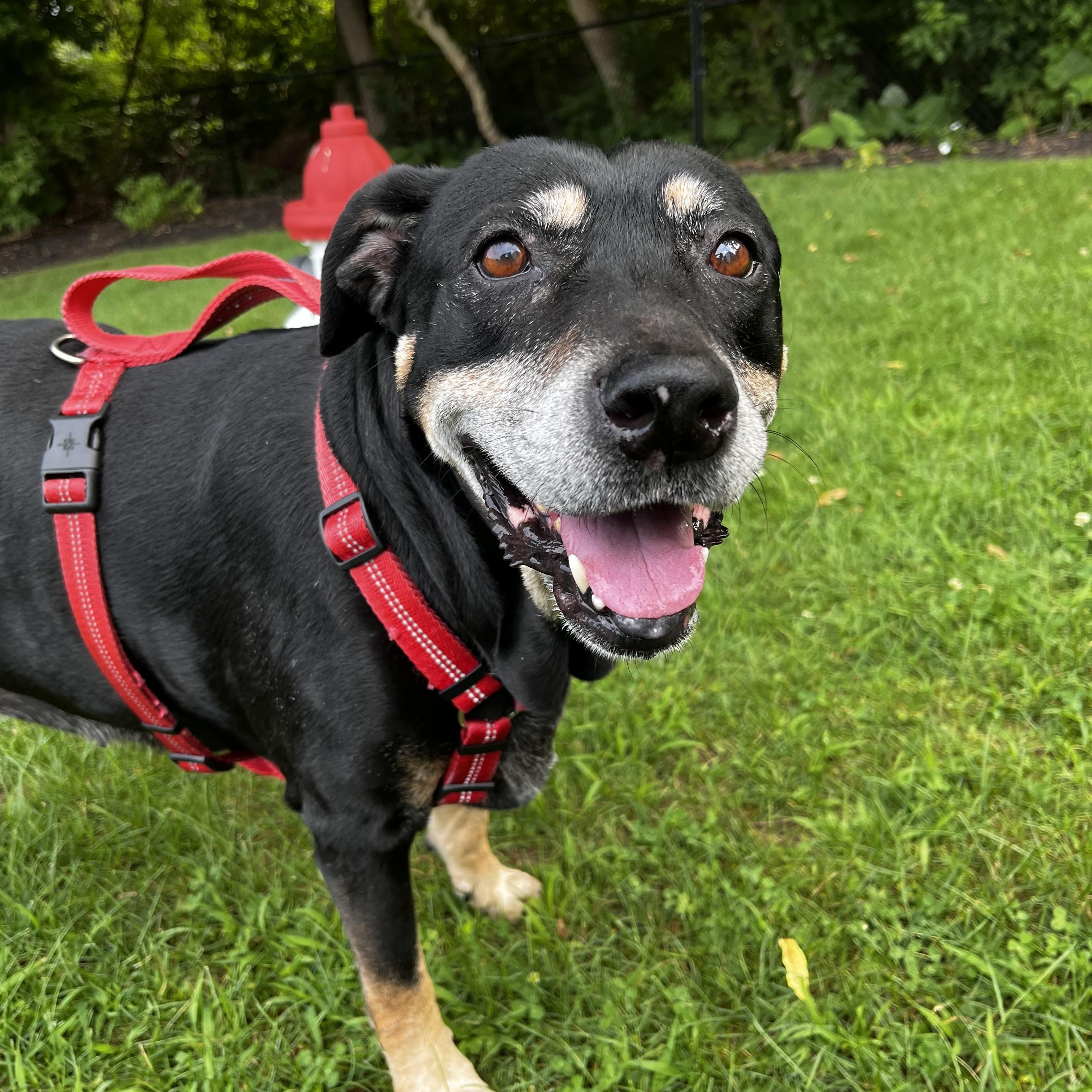 Grace, a Adoptable mixed breed in Cumberland, RI image 3/5