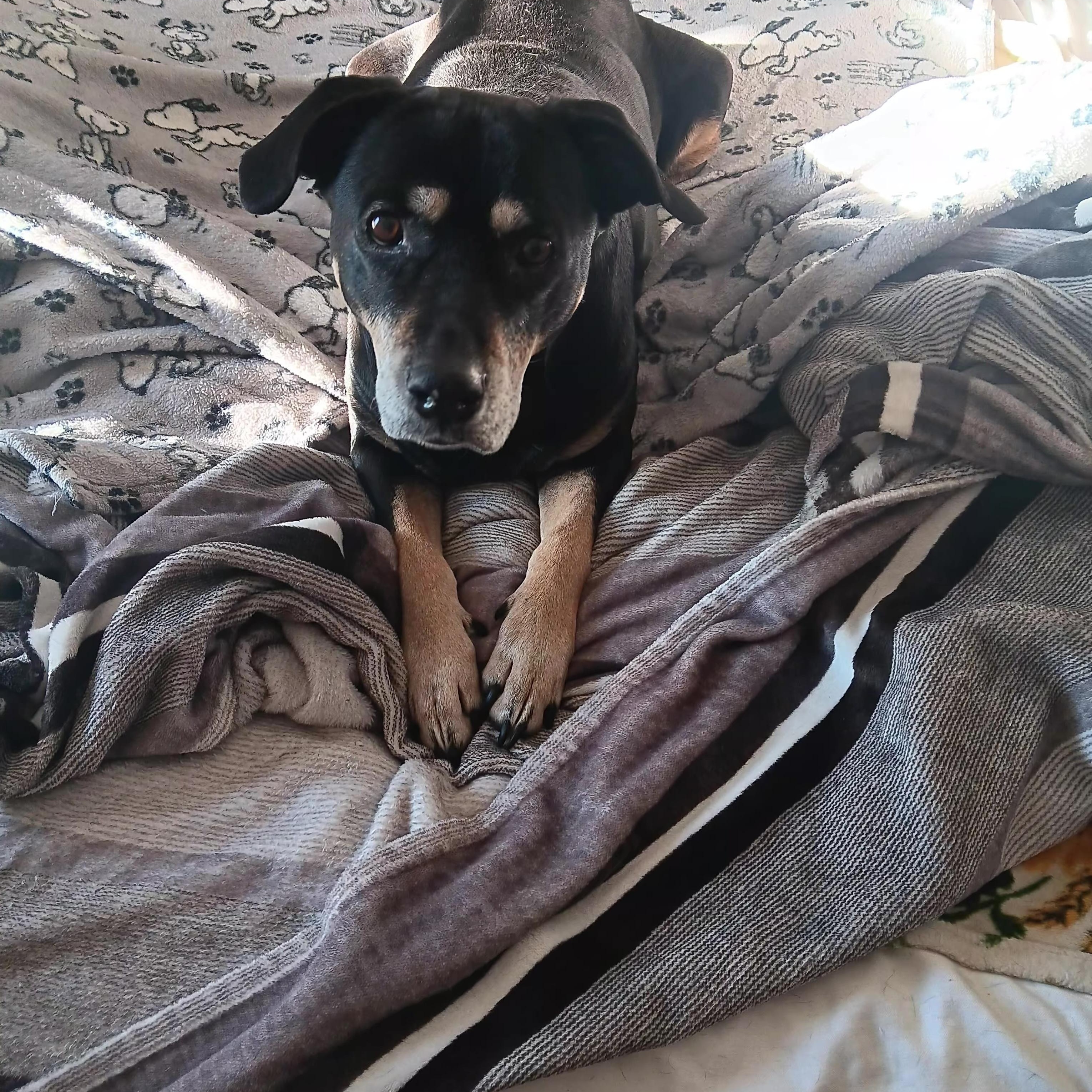 Enlarge Grace, a Adoptable mixed breed in Cumberland, RI image 3/5